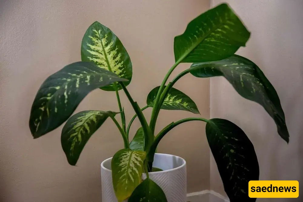 plant