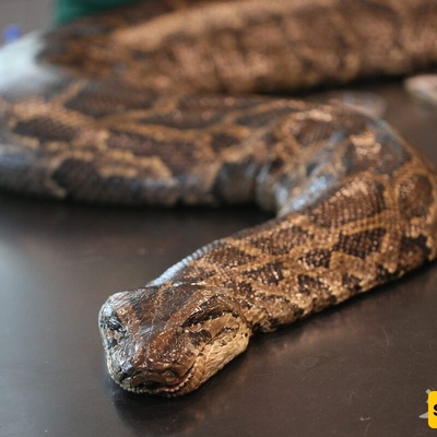This giant python tried to eat its owner + photo