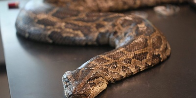 This giant python tried to eat its owner + photo