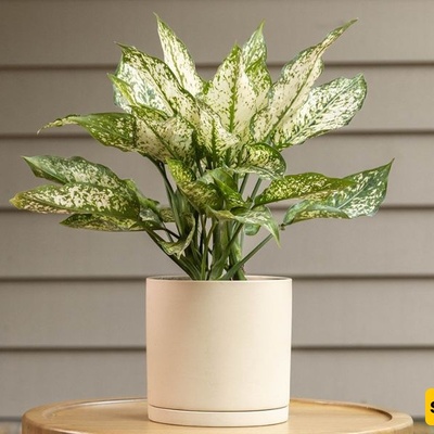 Best Methods for Watering Houseplants When You’re Away from Home; This Way You Can Go on a Trip Without Worry