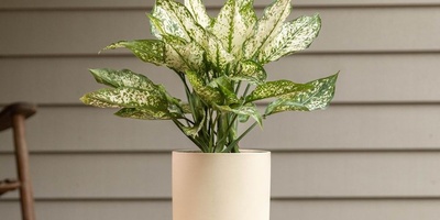 Best Methods for Watering Houseplants When You’re Away from Home; This Way You Can Go on a Trip Without Worry