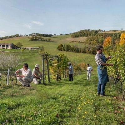 Best Time to Prune Grapevines in Different Seasons