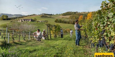 Best Time to Prune Grapevines in Different Seasons
