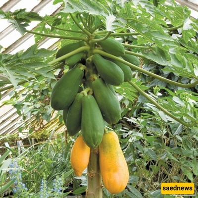 The Most Effective Methods for Growing and Caring for Papaya Trees