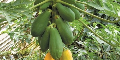 The Most Effective Methods for Growing and Caring for Papaya Trees