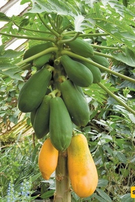 The Most Effective Methods for Growing and Caring for Papaya Trees