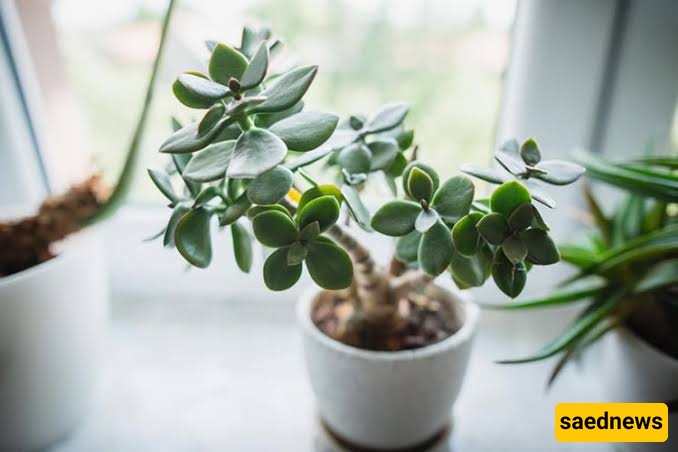 plant