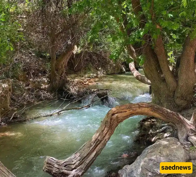 Shiraz Nature