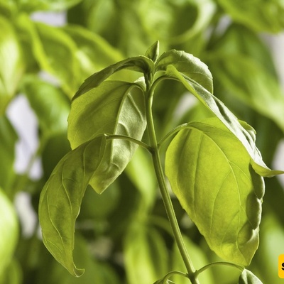 Why Does A Healthy Plant Suddenly Develop Drooping Leaves?