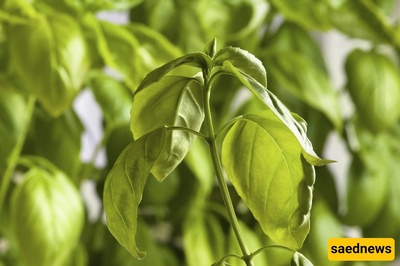 Why Does A Healthy Plant Suddenly Develop Drooping Leaves?