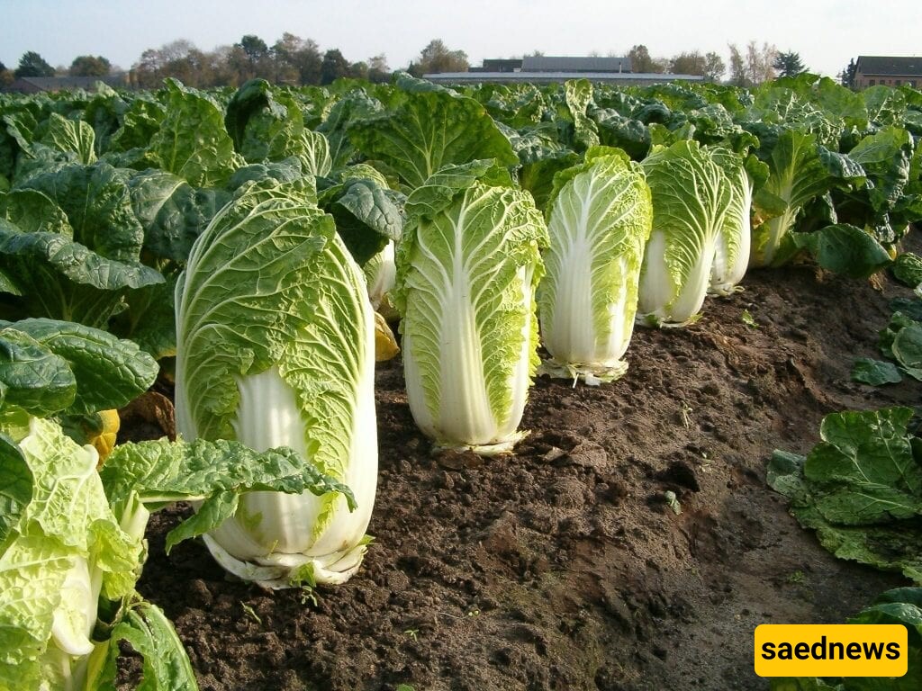 Napa Cabbage