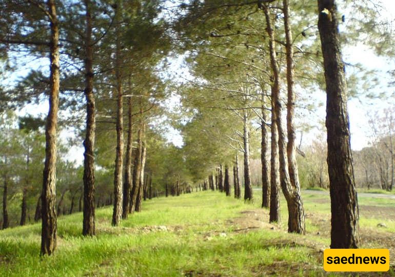 Chitgar Park 