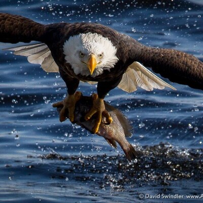 [VIDEO] Amazing Moment Captured: Have You Ever Seen An Eagle Catch A Fish?