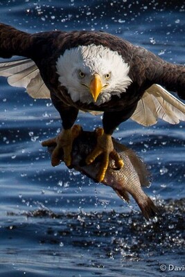 [VIDEO] Amazing Moment Captured: Have You Ever Seen An Eagle Catch A Fish?