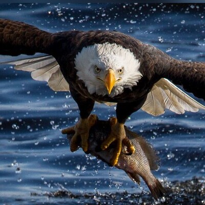 [VIDEO] Amazing Moment Captured: Have You Ever Seen An Eagle Catch A Fish?