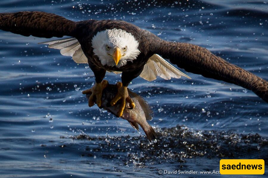 [VIDEO] Amazing Moment Captured: Have You Ever Seen An Eagle Catch A Fish?