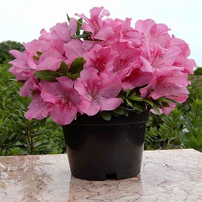 Care Conditions for Azalea (Indian Oleander)
