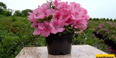 Care Conditions for Azalea (Indian Oleander)