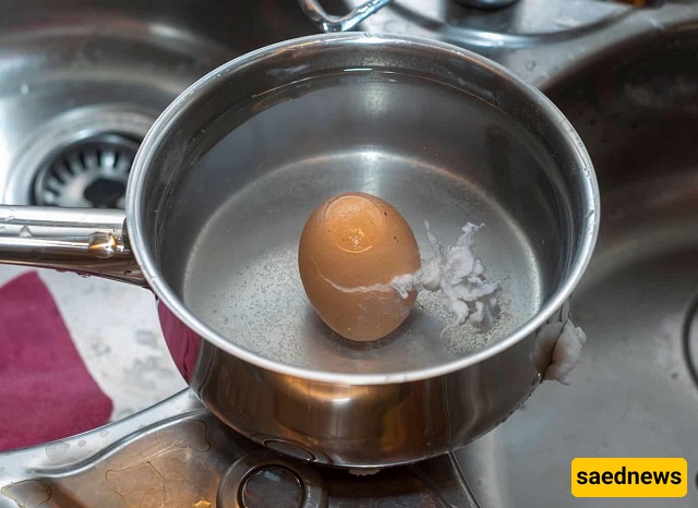 egg