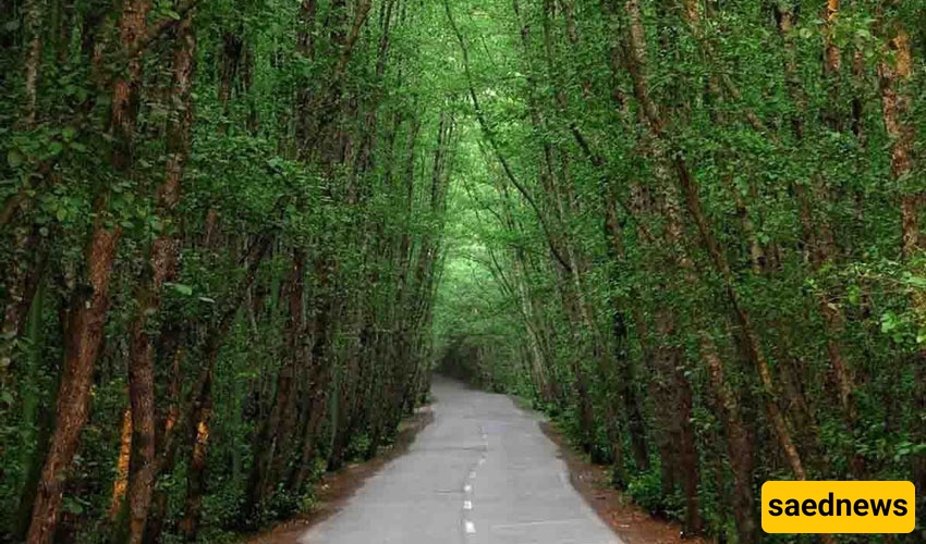 Dalkhani Forests 