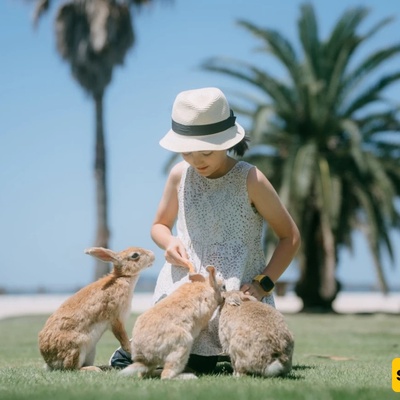 Japan’s Rabbit Island: Everything You Need to Know About Okunoshima