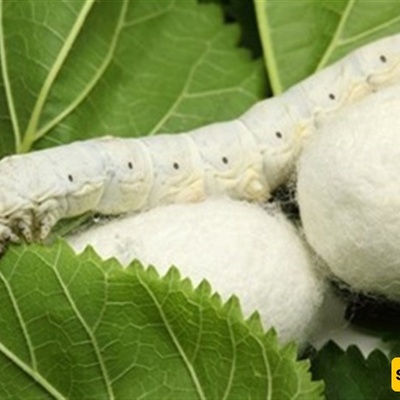 Benefits of Silk in Medical Science