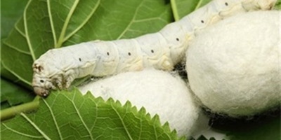 Benefits of Silk in Medical Science