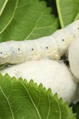 Benefits of Silk in Medical Science
