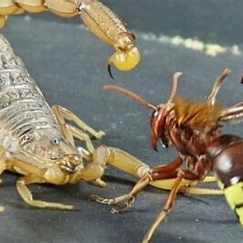 Wildlife Documentary of Animals / The Terrifying Battle Between a Scorpion and a Wasp