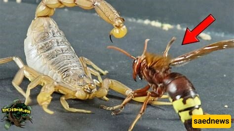 Wildlife Documentary of Animals / The Terrifying Battle Between a Scorpion and a Wasp