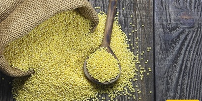 Health Benefits of Millet Seeds and Their Precautions