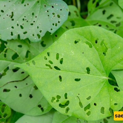 When Plant Leaves Have Holes Insects Are Not Always the Cause