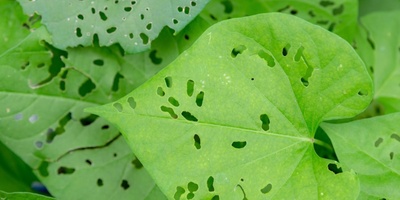 When Plant Leaves Have Holes Insects Are Not Always the Cause