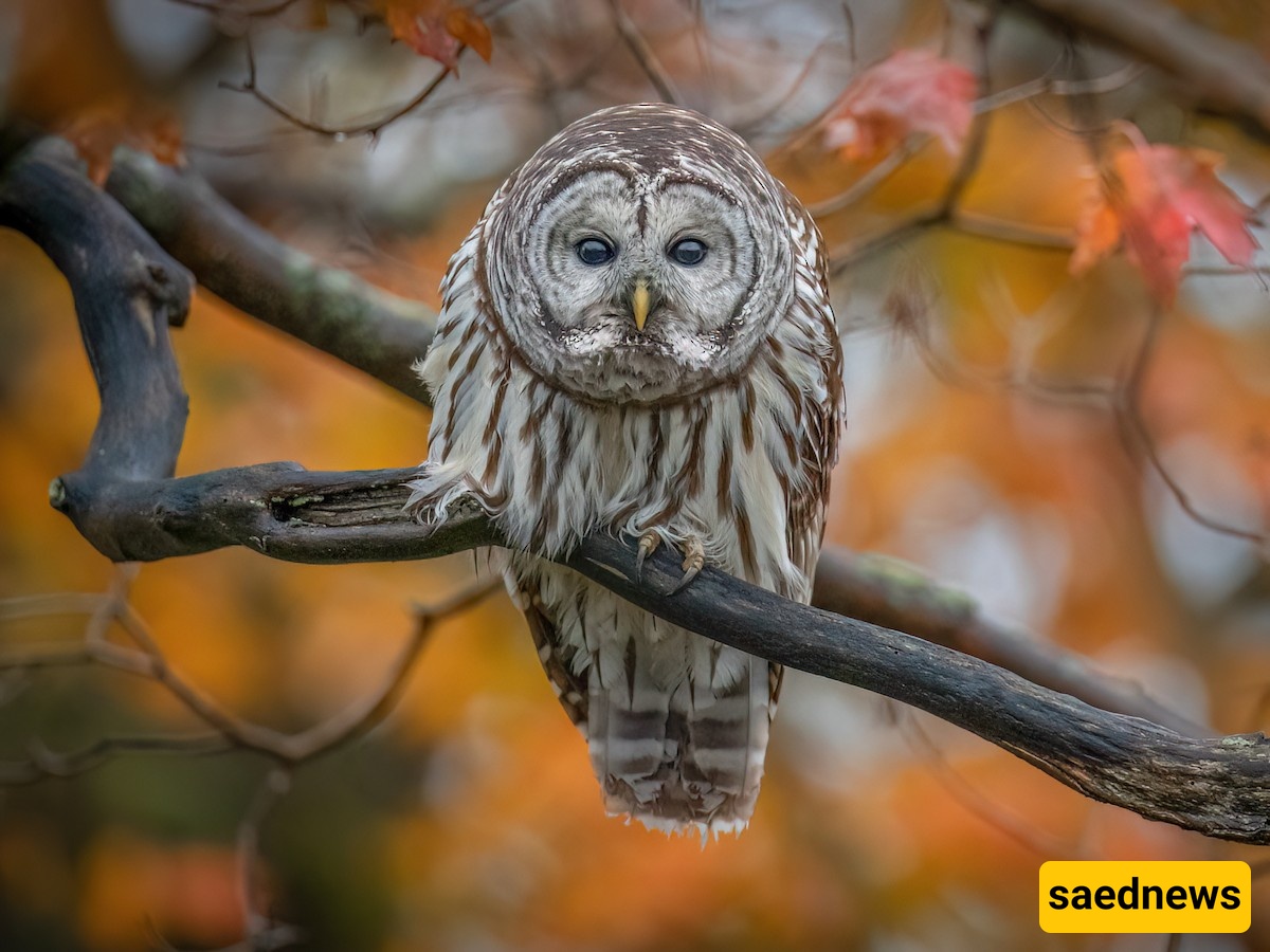 owl 