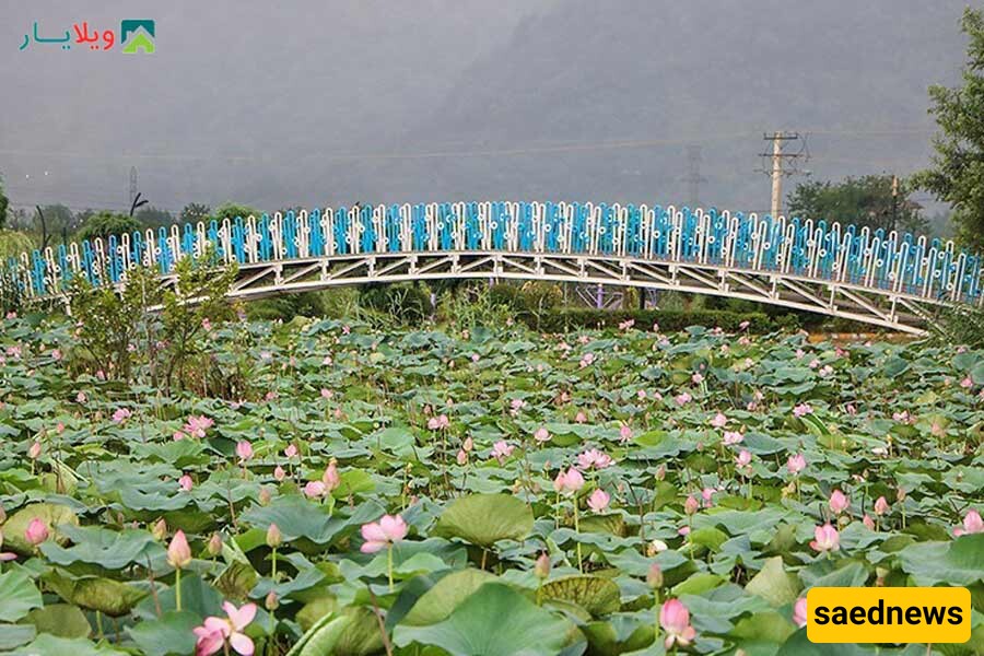 Kiyakalayeh Wetland of Langarud / A Disappearing Treasure
