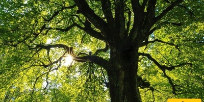 The World’s Most Beautiful Tree: 800-Year-Old Golden Leaves Guarded by a White Snake [+Photos]