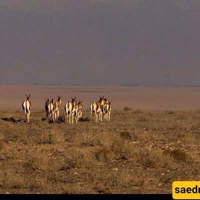 Persian Onager Makes a Comeback in Iran’s Kavir National Park