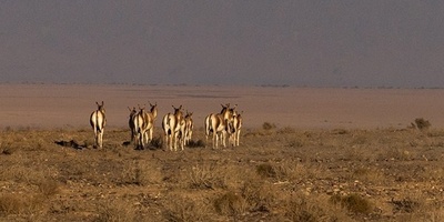Persian Onager Makes a Comeback in Iran’s Kavir National Park