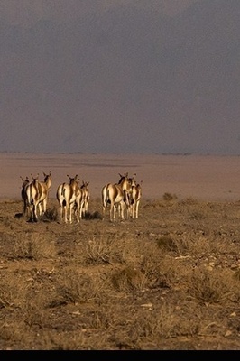 Persian Onager Makes a Comeback in Iran’s Kavir National Park