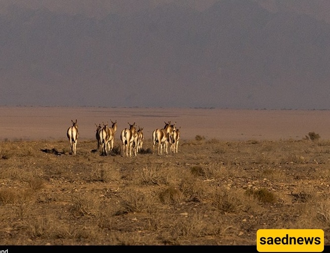 Persian Onager Makes a Comeback in Iran’s Kavir National Park
