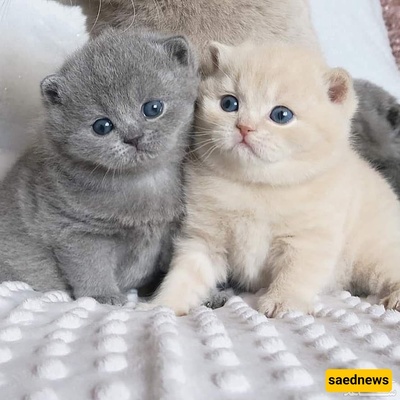 Why Do Cats Suddenly Stare at an Unknown Spot?