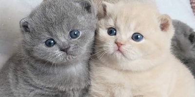 Why Do Cats Suddenly Stare at an Unknown Spot?