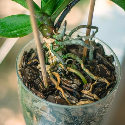 What Do Exposed Plant Roots Indicate?