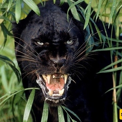 The Darkest Black Panther Ever Seen