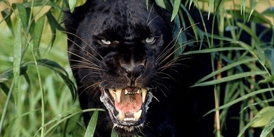 The Darkest Black Panther Ever Seen