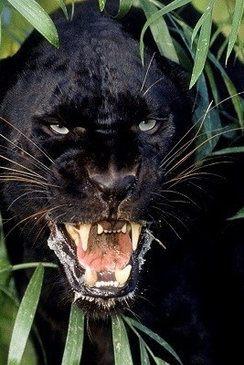The Darkest Black Panther Ever Seen