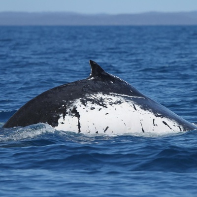 Record-Breaking Migration of Two Whales Causes Surprise