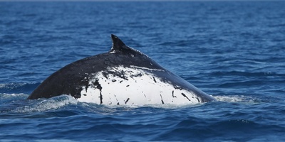 Record-Breaking Migration of Two Whales Causes Surprise