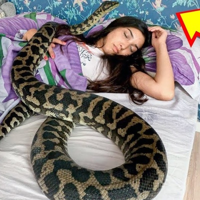 Tense Moments as a Python Attacks a Sleeping Woman, Captured on Home CCTV Footage (Video)
