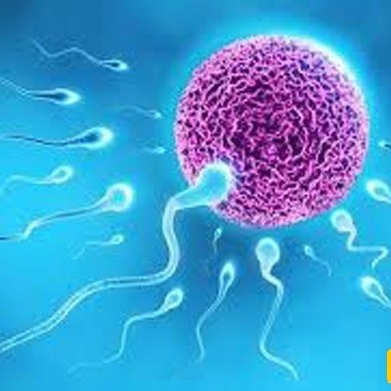 Reproduction Without Eggs, Uterus, or Sperm!